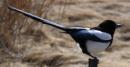 Black-billed magpie, CO